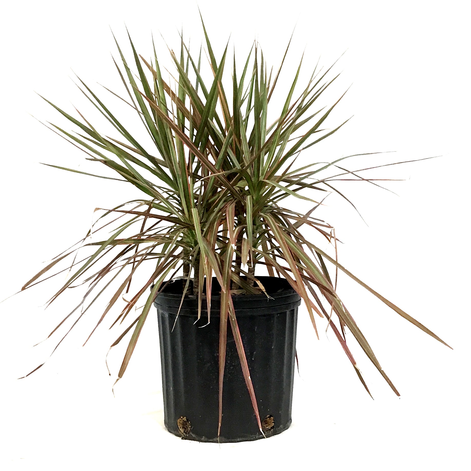 dracaena canada Dracaena, 10in, Bicolor Tips