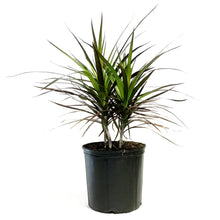 Load image into Gallery viewer, Dracaena, 10in, Magenta Braid