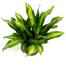 Load image into Gallery viewer, Dracaena, 10in, Marley
