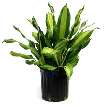 Load image into Gallery viewer, Dracaena, 10in, Marley