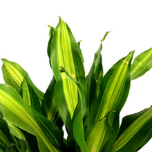 Load image into Gallery viewer, Dracaena, 10in, Marley