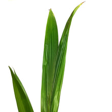 Load image into Gallery viewer, Palm, 8in, Coconut, Green Malayan Dwarf