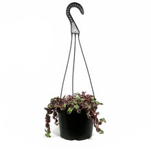 Load image into Gallery viewer, Crassula, 6in HB, Pellucida Calico Kitten