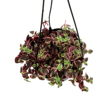 Load image into Gallery viewer, Crassula, 6in HB, Pellucida Calico Kitten