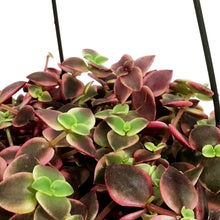 Load image into Gallery viewer, Crassula, 6in HB, Pellucida Calico Kitten