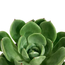 Load image into Gallery viewer, Succulent, 3.5in, Echeveria Salmon