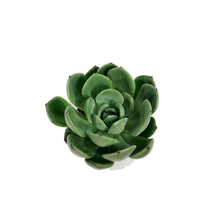 Load image into Gallery viewer, Succulent, 3.5in, Echeveria Salmon