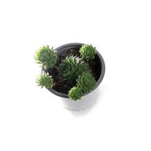 Load image into Gallery viewer, Succulent, 3.5in, Sempervivum Green Wheel