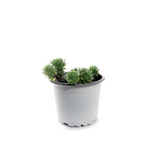 Load image into Gallery viewer, Succulent, 3.5in, Sempervivum Green Wheel