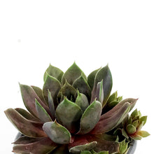 Load image into Gallery viewer, Succulent, 3.5in, Sempervivum Lavender & Old Lace