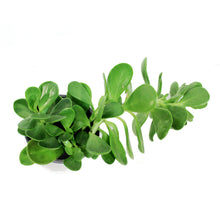 Load image into Gallery viewer, Succulent, 3.5in, Senecio Trailing Jade