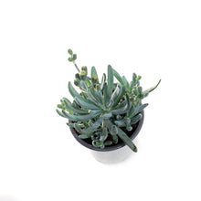 Load image into Gallery viewer, Succulent, 3.5in, Senecio Mini Blue