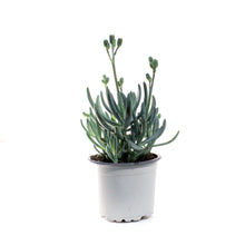 Load image into Gallery viewer, Succulent, 3.5in, Senecio Mini Blue