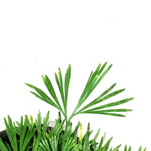 Load image into Gallery viewer, Fern, 4.5in, Eyelash
