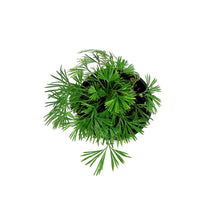 Load image into Gallery viewer, Fern, 4.5in, Eyelash