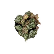 Load image into Gallery viewer, Begonia, 4.5in, Pink Surprise