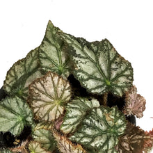 Load image into Gallery viewer, Begonia, 4.5in, Pink Surprise