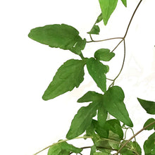 Load image into Gallery viewer, Clematis, 1 gal, Taiga