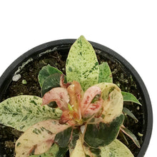 Load image into Gallery viewer, Ficus, 4.5in, Shivereana