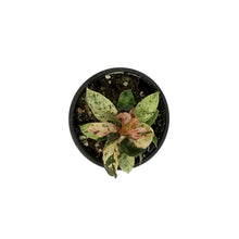 Load image into Gallery viewer, Ficus, 4.5in, Shivereana