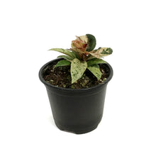 Load image into Gallery viewer, Ficus, 4.5in, Shivereana