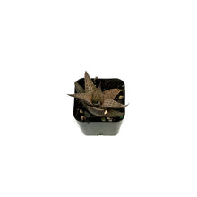Load image into Gallery viewer, Haworthia, 2in, Tessellata
