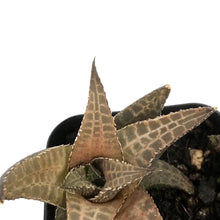 Load image into Gallery viewer, Haworthia, 2in, Tessellata