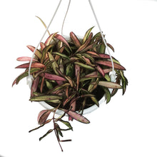 Load image into Gallery viewer, Hoya, 7in HB, Wayetii Variegated