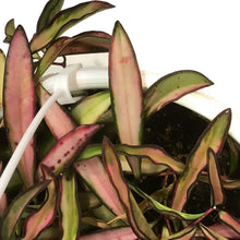 Load image into Gallery viewer, Hoya, 7in HB, Wayetii Variegated