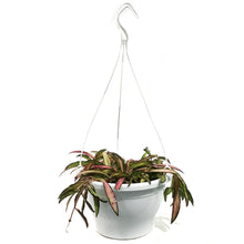 Load image into Gallery viewer, Hoya, 7in HB, Wayetii Variegated