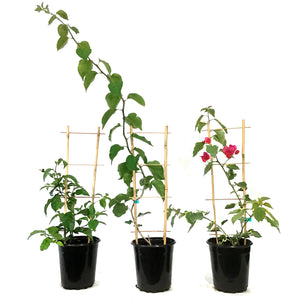 Bougainvillea, 1 gal, with Trellis, Assorted