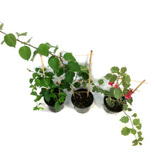Load image into Gallery viewer, Bougainvillea, 1 gal, with Trellis, Assorted