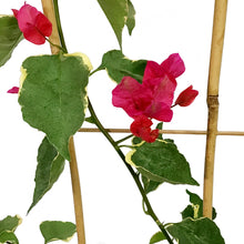 Load image into Gallery viewer, Bougainvillea, 1 gal, with Trellis, Assorted
