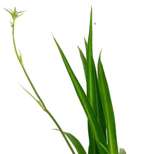 Load image into Gallery viewer, Spider Plant, 6in Hanging Basket, Curly Sue