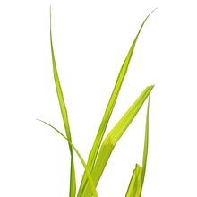 Load image into Gallery viewer, Sedge, 5in, Bowles&#39; Golden
