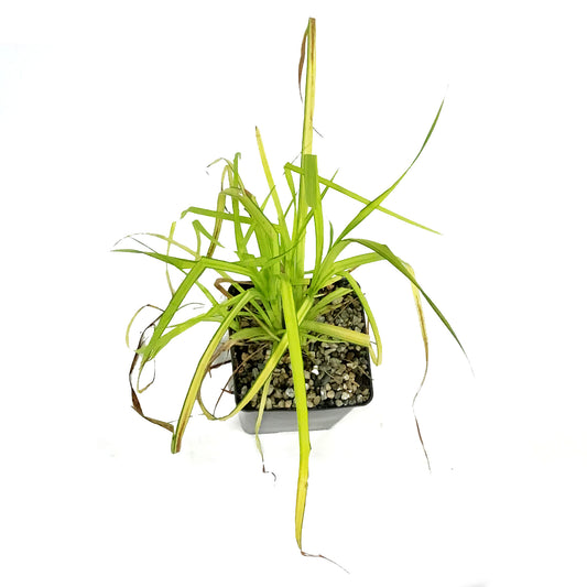 Sedge, 5in, Bowles' Golden