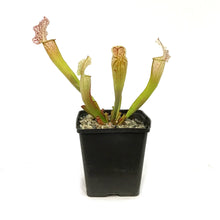 Load image into Gallery viewer, Sarracenia, 5in, Velvet