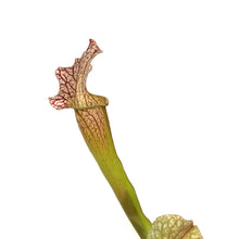 Load image into Gallery viewer, Sarracenia, 5in, Velvet