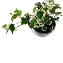 Load image into Gallery viewer, Ivy, 8in HB, Marengo