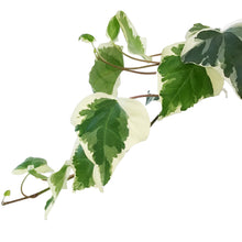 Load image into Gallery viewer, Ivy, 8in HB, Marengo
