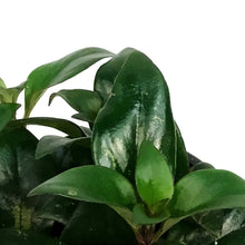Load image into Gallery viewer, Lipstick Plant, 4in, Red Leaf