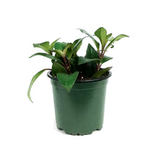 Load image into Gallery viewer, Lipstick Plant, 4in, Red Leaf