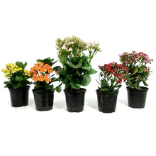 Load image into Gallery viewer, Kalanchoe, 4in, Assorted