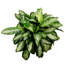 Load image into Gallery viewer, Aglaonema, 10in, Silverado