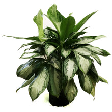 Load image into Gallery viewer, Aglaonema, 10in, Silverado