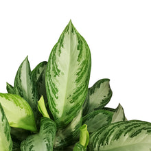 Load image into Gallery viewer, Aglaonema, 10in, Silverado
