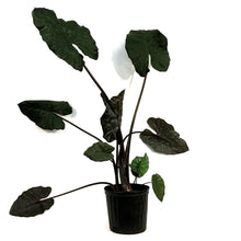Load image into Gallery viewer, Alocasia, 10in, Yucatan Princess