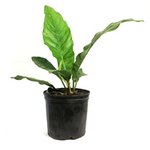 Load image into Gallery viewer, Anthurium, 10in, Hookeri Birds Nest