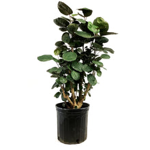 Load image into Gallery viewer, Aralia, 10in, Fabian Stump