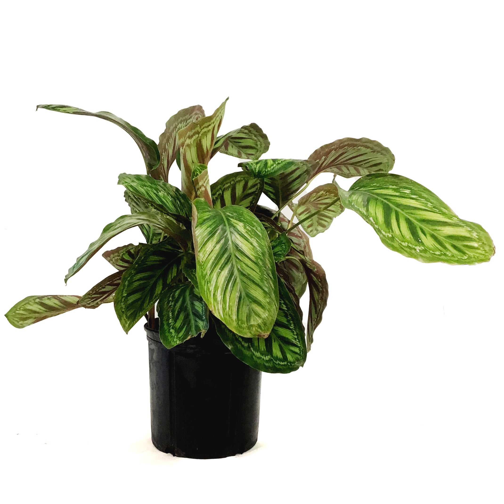 Calathea, 10in, Flamestar – Floral Acres Greenhouse & Garden Centre